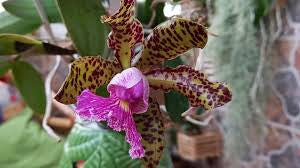 C. Peckhaviensis 4” (J)