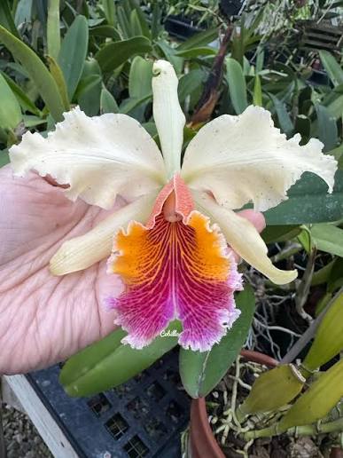 Cattleya triumphans 4” ( no flower growe choice)