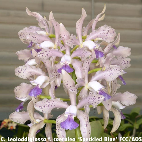 C. Leoloddiglossa speckled Blue 3”
