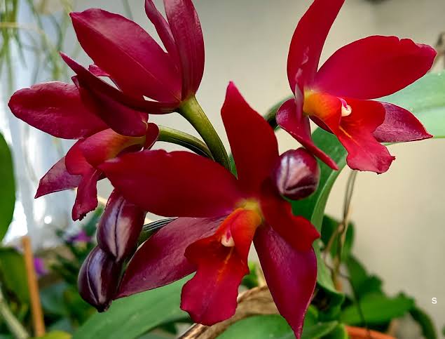 Ctt. Chocolate drop x self 3”