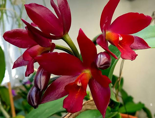 Ctt. Chocolate drop x self 3”