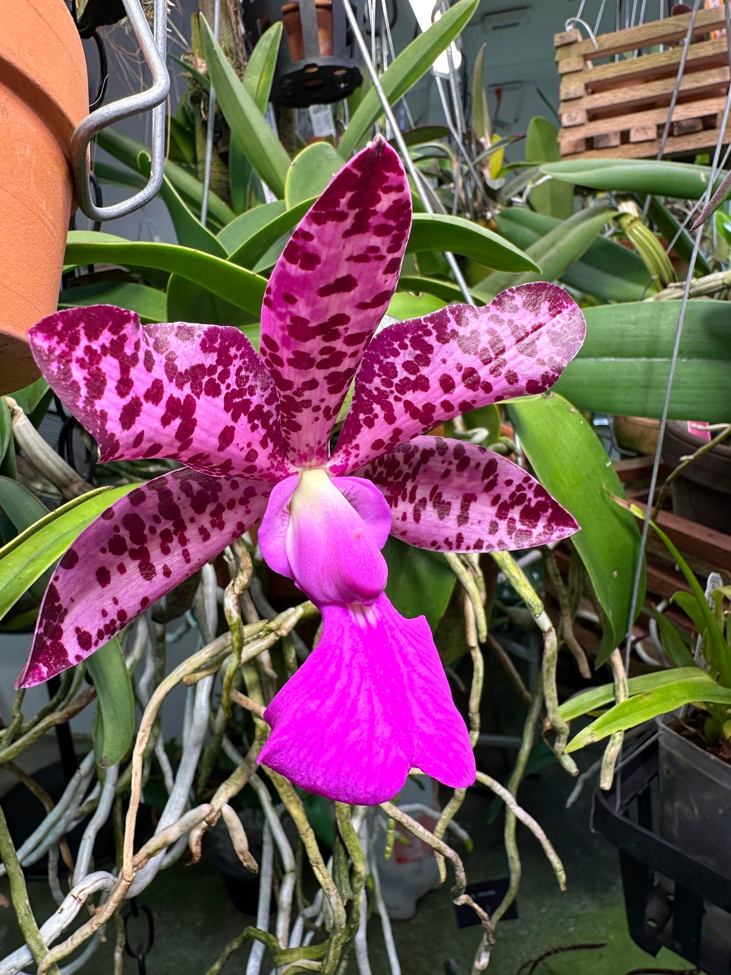 C. Measuresiana3”