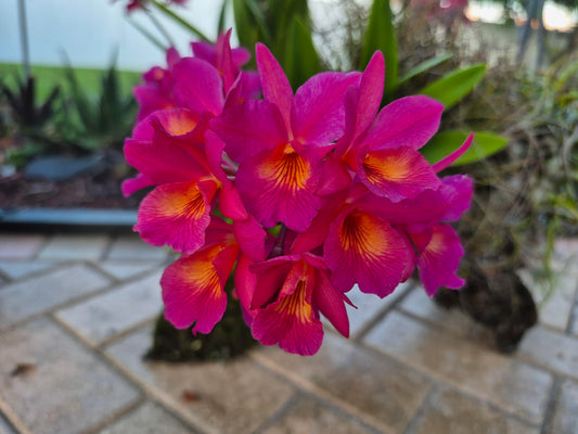 Ctma. Jamaica red x epic. Ruffle profuse 4”