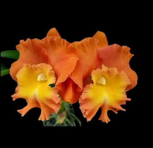 Rec star of Siam pumpkin 6”