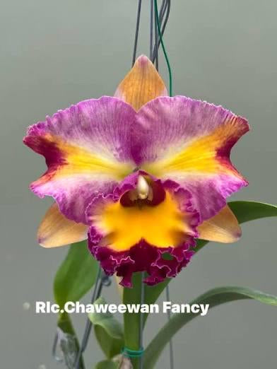 Rlc. Chaweewan fancy 6”