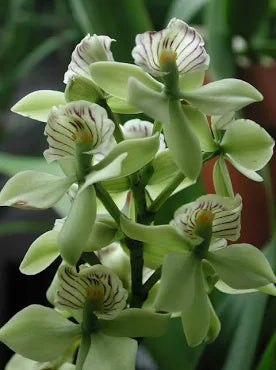 Encyclia radiata 4”