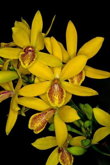 Epicattleya kyouguchi 4”