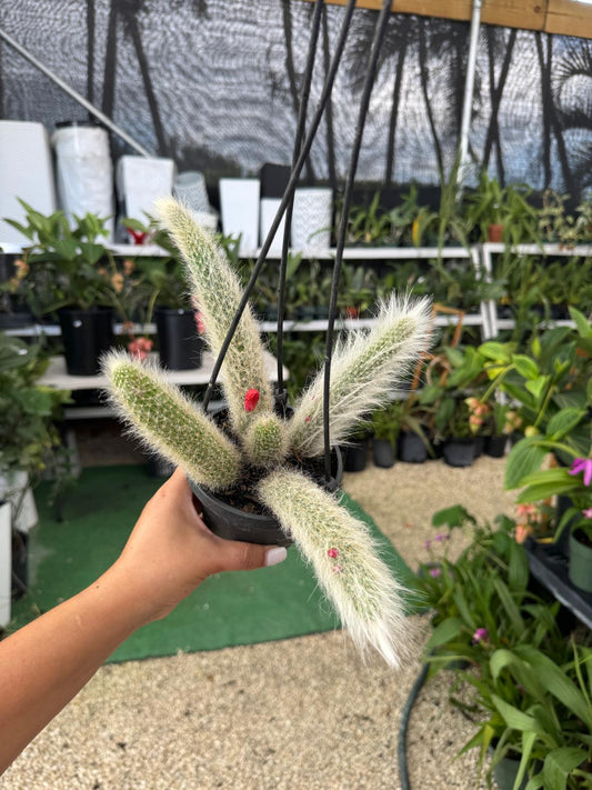 Monkey tail HB 4”