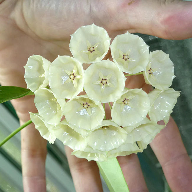 HOYA CAMPANULATA 3”