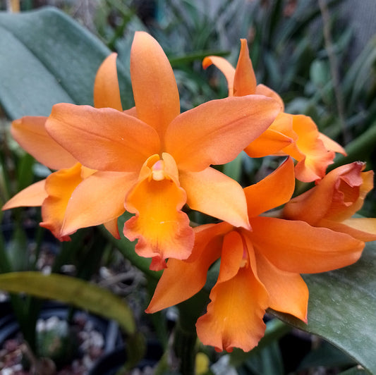 Rth Erica J. Gonzalez Bonilla 4” no flower 102
