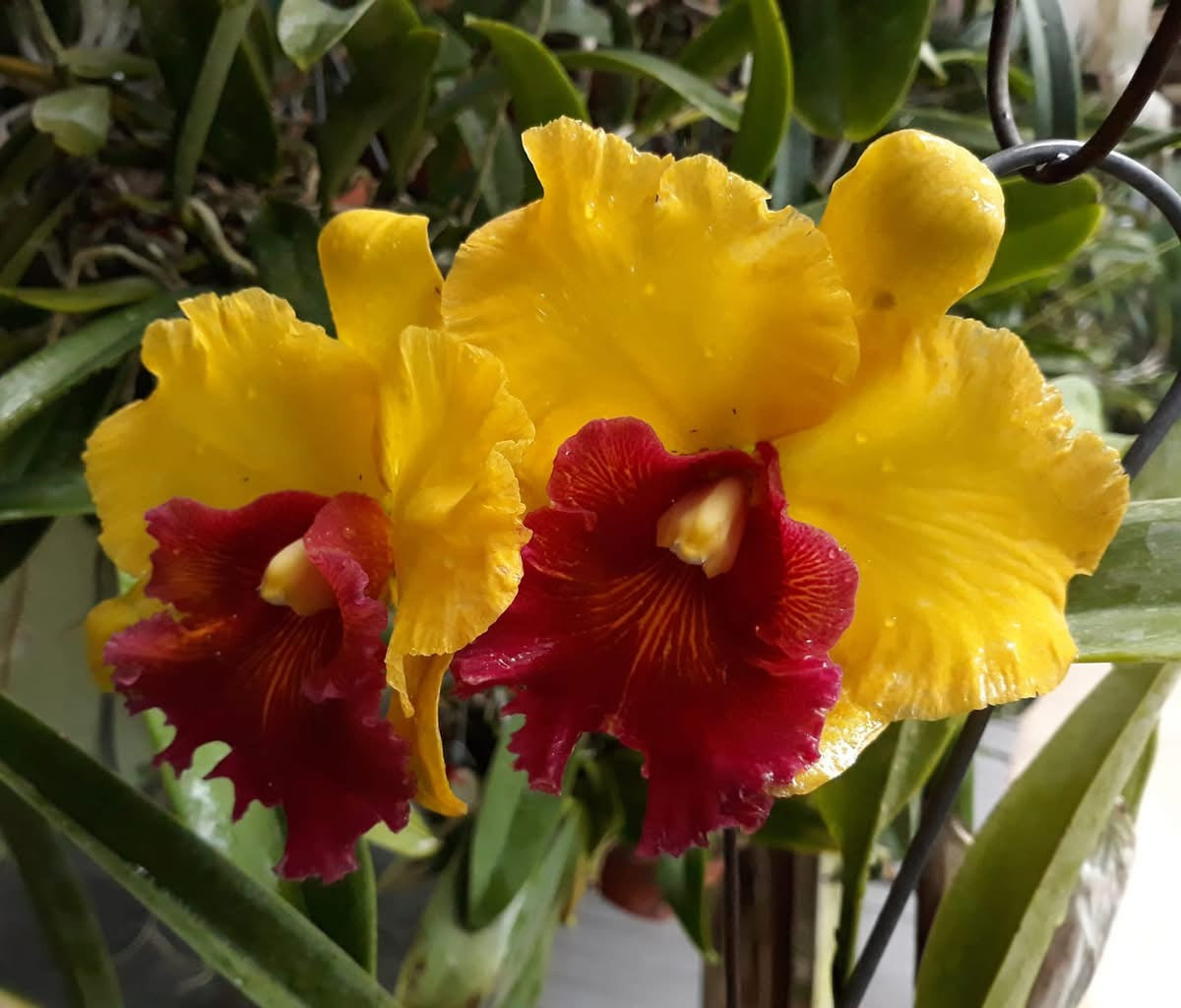 BLC Aron gold volcano queen 4” no flower 105