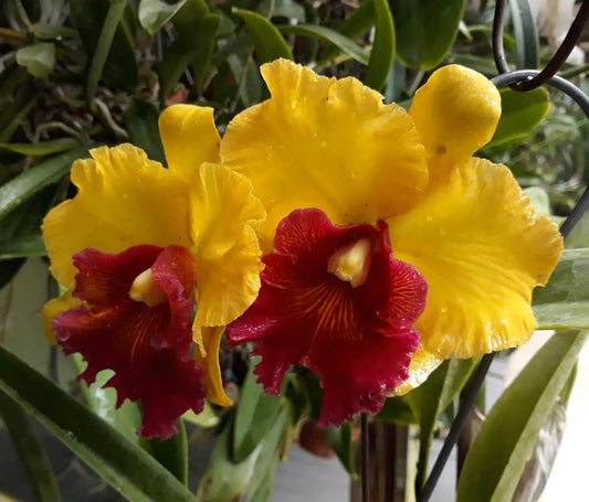 BLC Aron gold volcano queen 4” no flower 105
