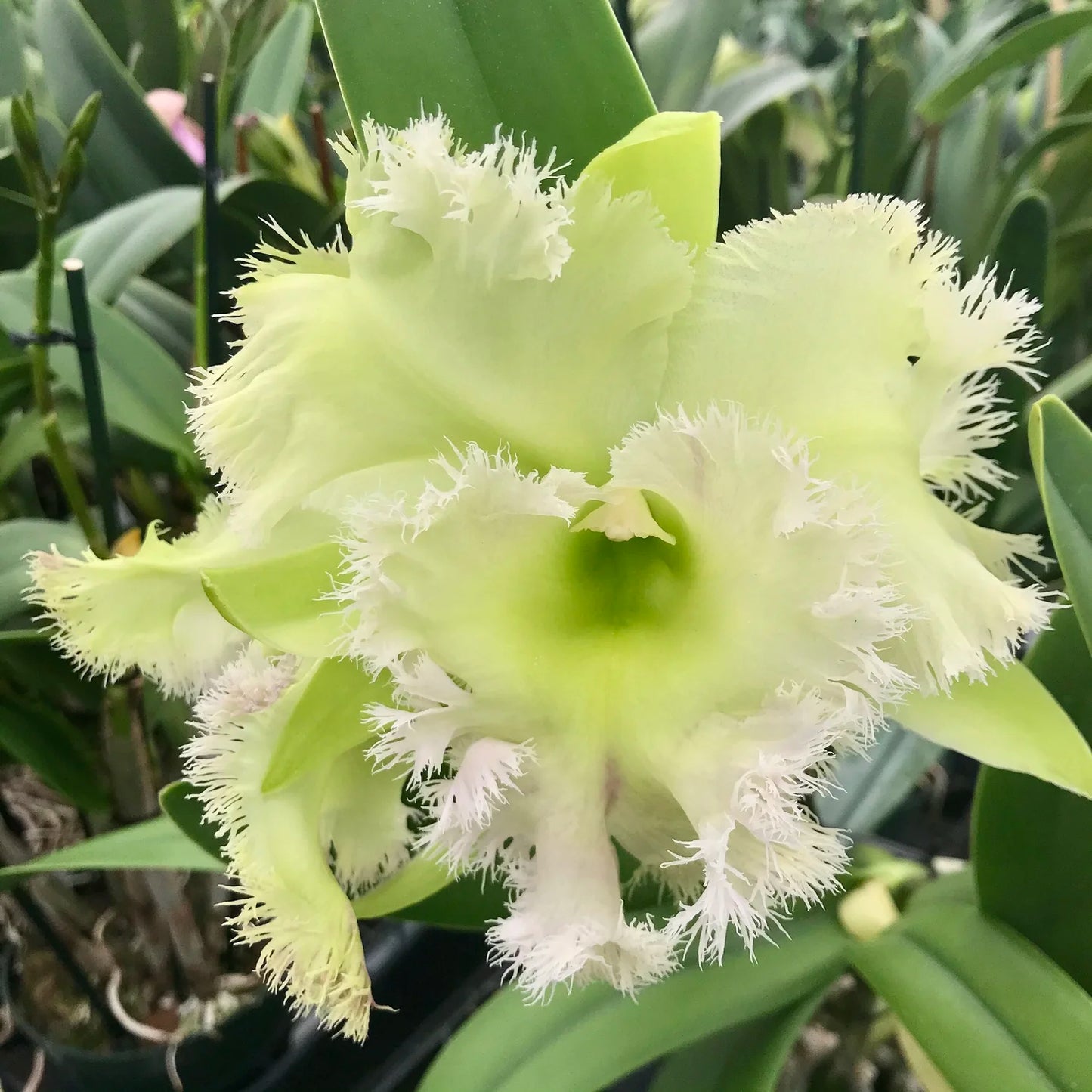 Rlc. Golf Green Hair Pig 6” grower choice