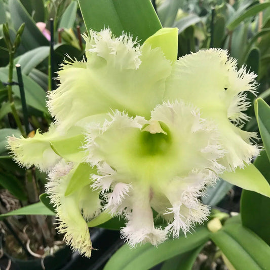 Rlc. Golf Green Hair Pig 6” grower choice