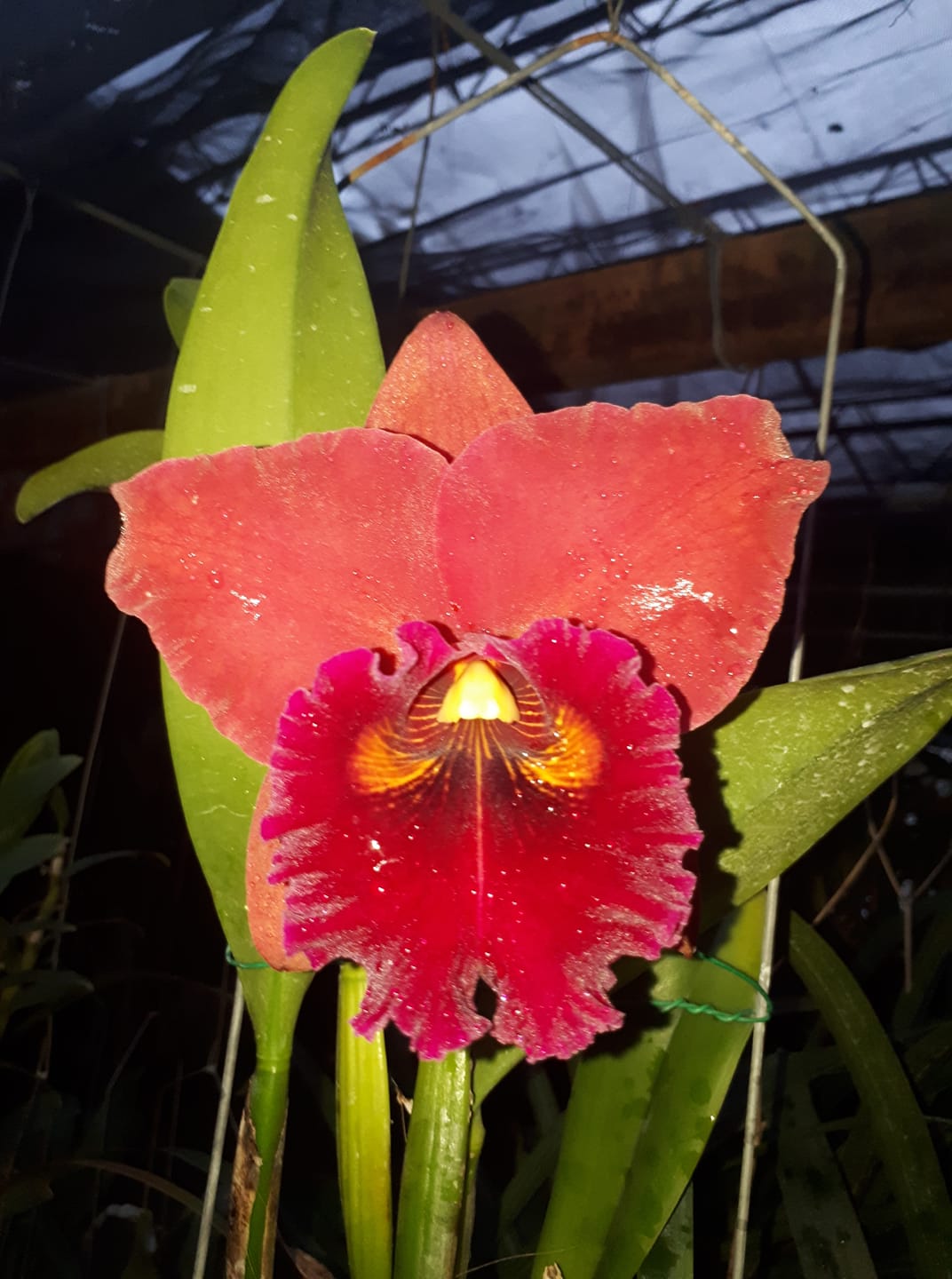 Rlc Taiwan Chief Wine Van Goth 6” Grower Choice