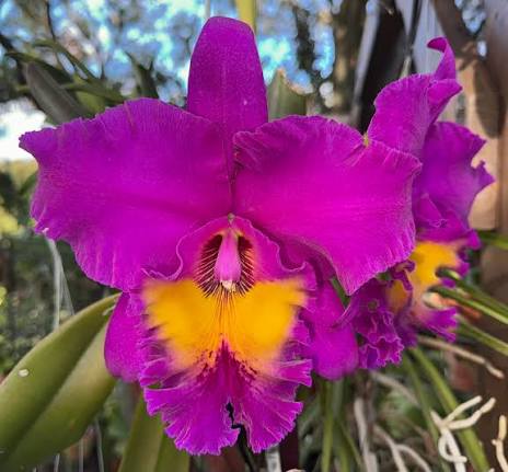 BLC King of Taiwan Ta Hsinn6” grower choice