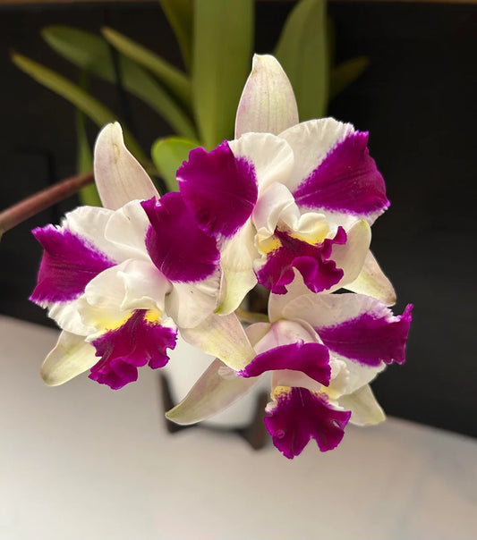 Lc Purple Cascade Sweet Baby 6” Grower Choice