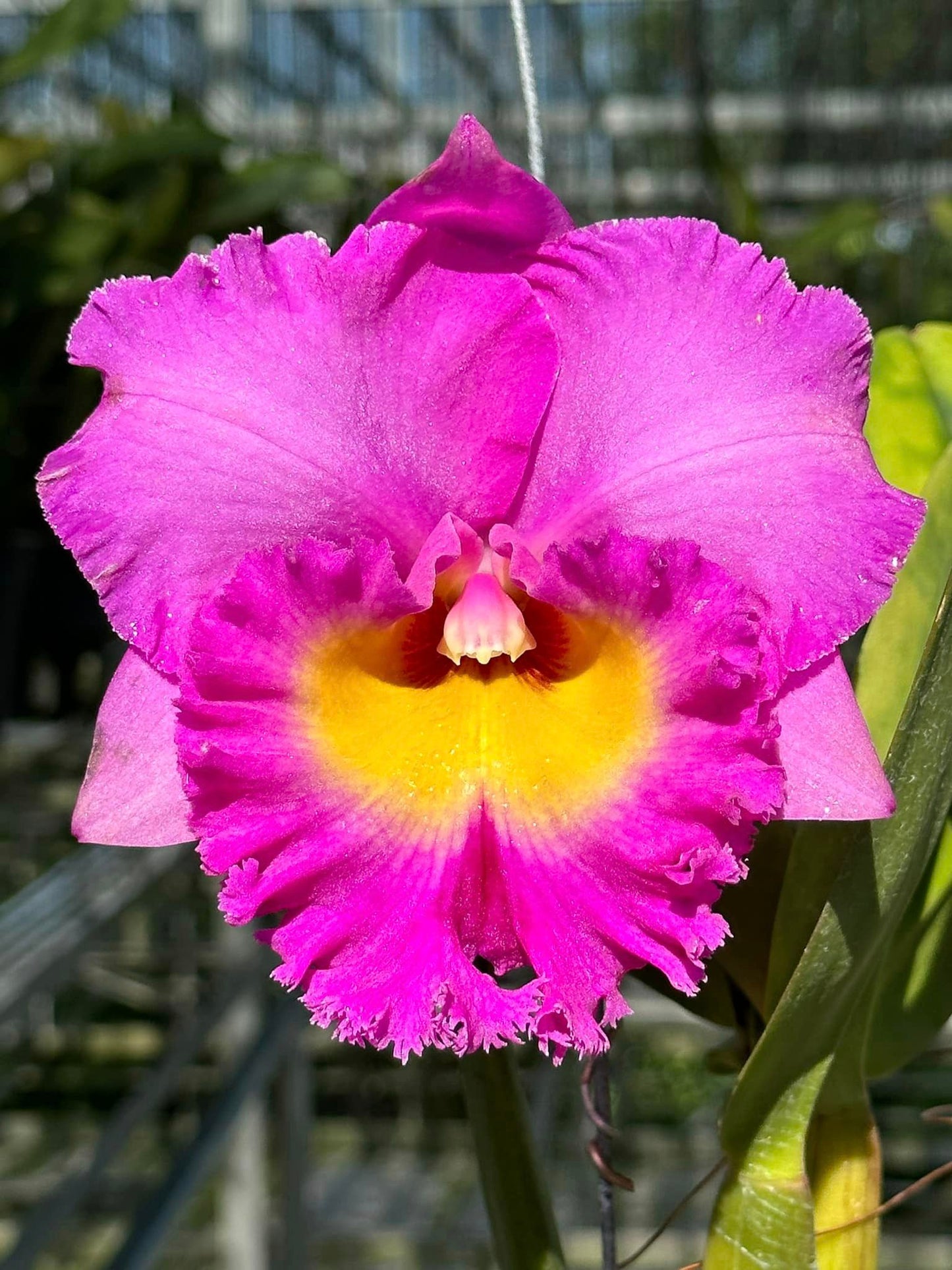 RTH GLORY OF LOVE 6” Grower Choice