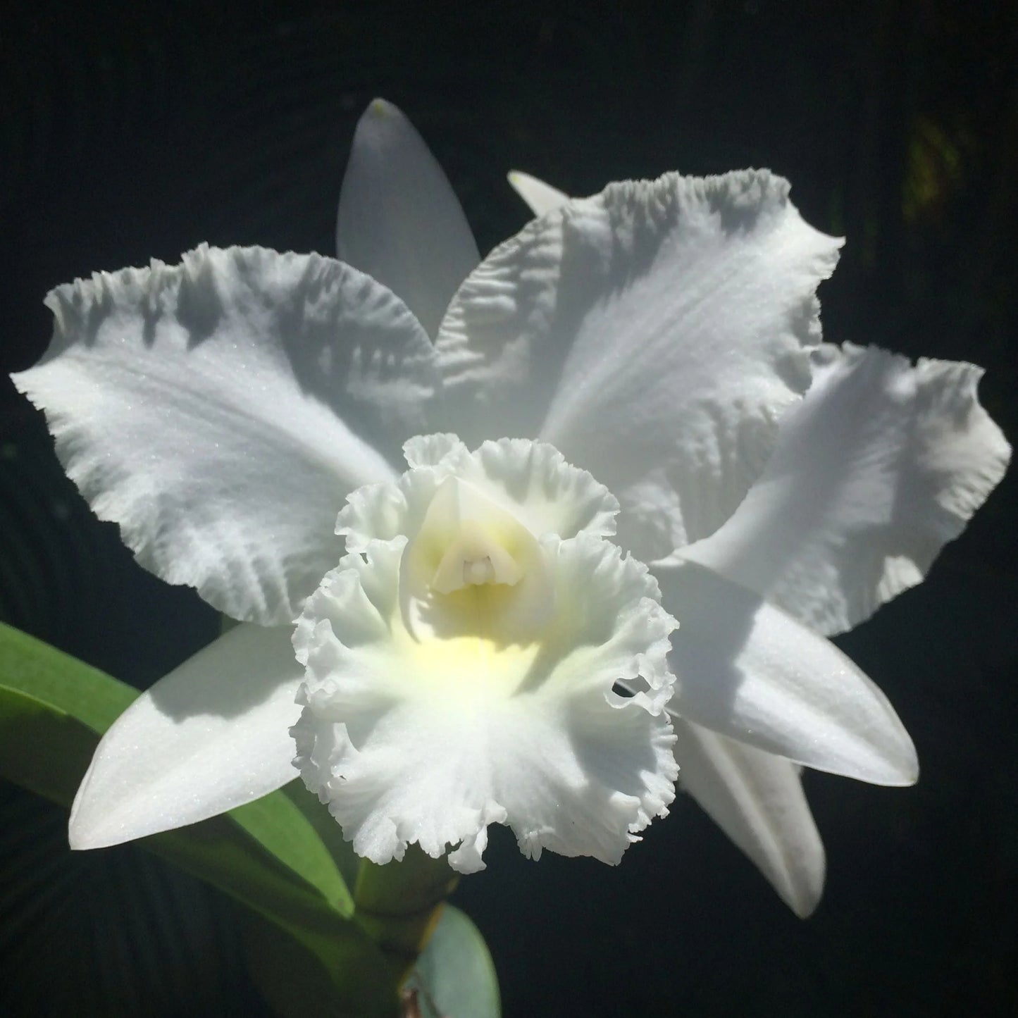 Cattleya White Reception 6” Grower Choice