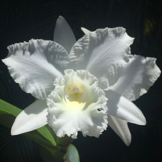 Cattleya White Reception 6” Grower Choice