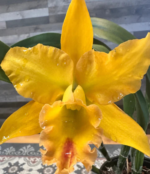Rth Sunrise Passion 6” grower choice