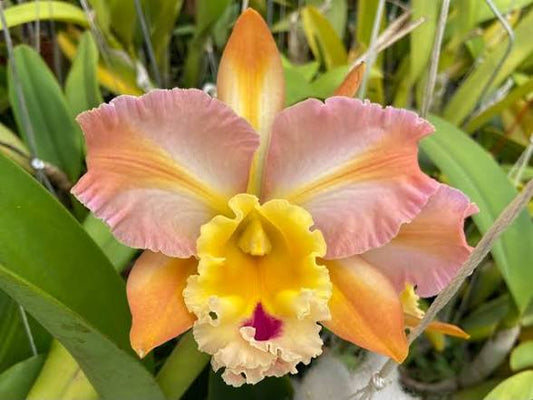 BLC Andy Urasaki 6” Grower Choice