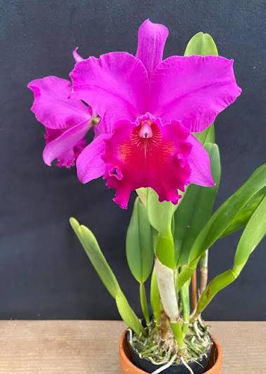 BLC Amy Wakasugi 6” grower choice