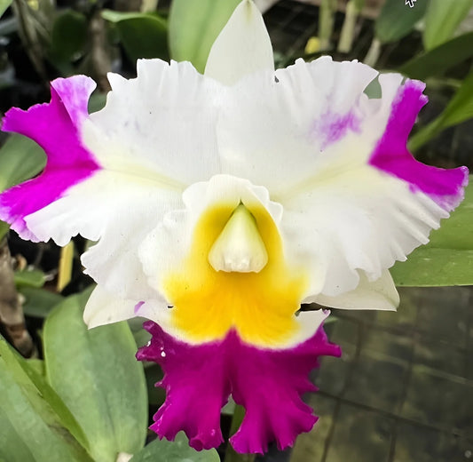 Rlc David Matsura Paradise 6” Grower Choice