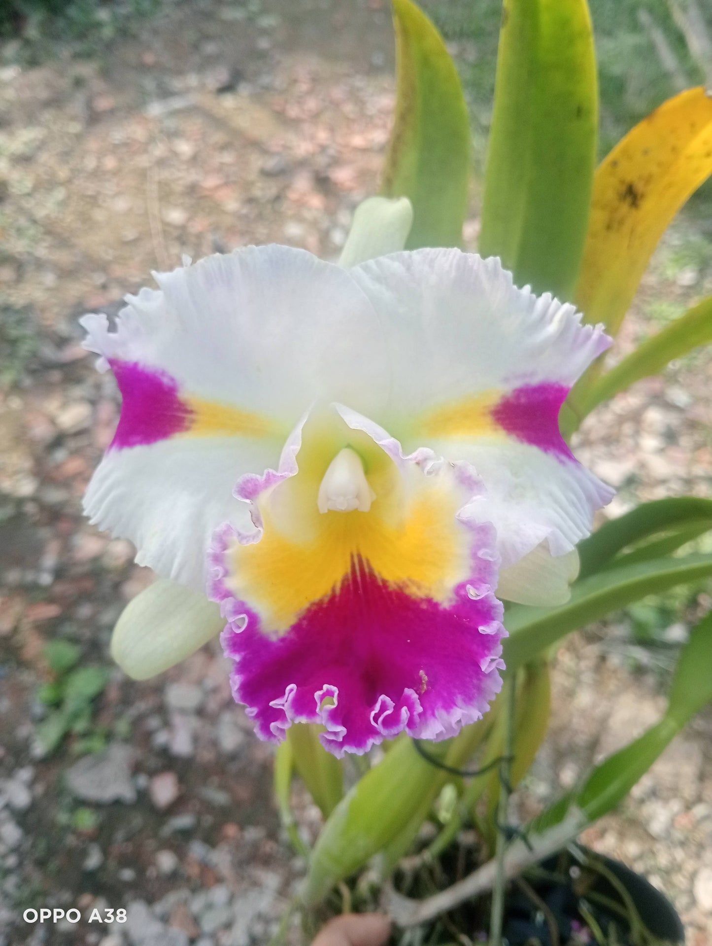 C. Platinum Sun grower Choice 6”