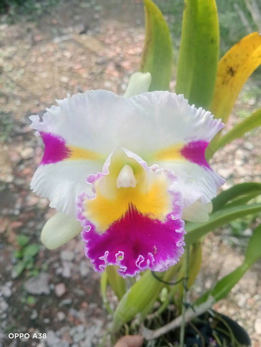 C. Platinum Sun grower Choice 6”