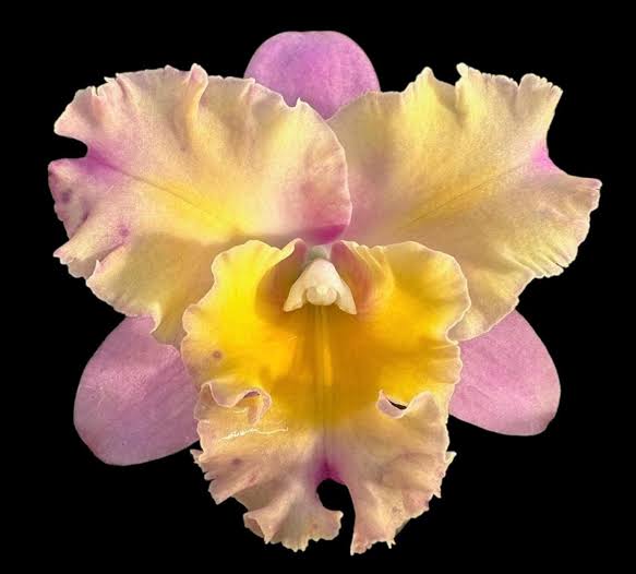 Blc Momilani Rainbow Elizabeth Off Grower Choice 6”