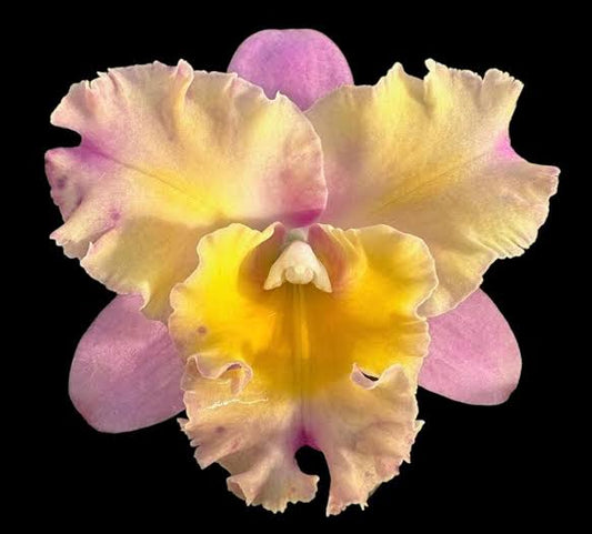 Blc Momilani Rainbow Elizabeth Off Grower Choice 6”