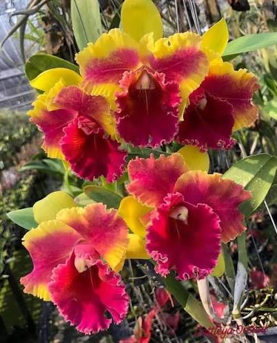 Rth Siam Fancy Wings of Fire Grower Choice 6”