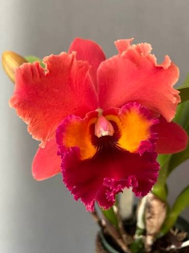 Rlc Chaweewan Sunset 6” Grower Choice