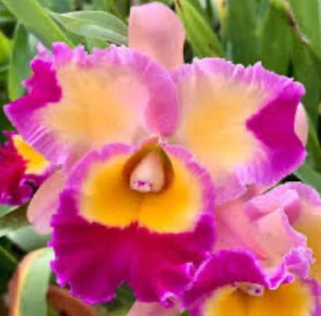 Pot Dick Smith x Chelsea Award Grower Choice 6”