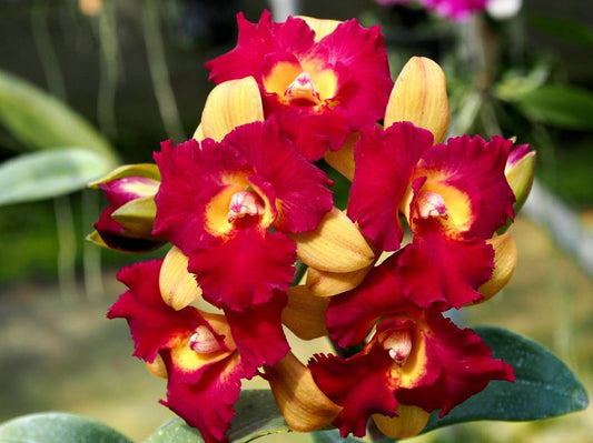 Rth Qing Ming Beauty 6” Grower Choice