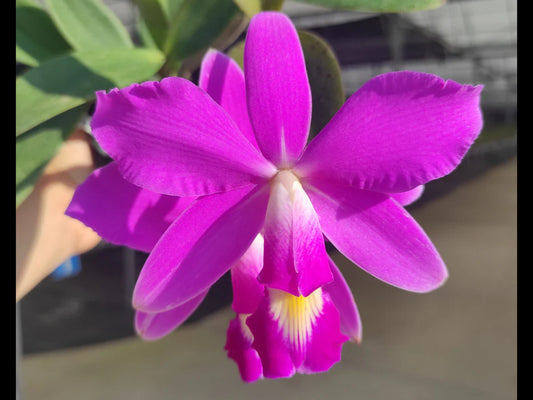 C. Violacea Rubra Taiwan 6” Grower Choice