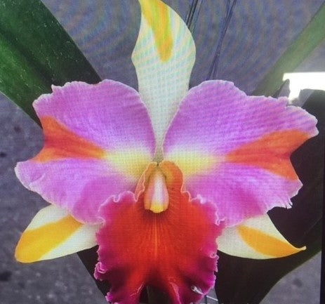 Rlc Amazing Thailand 6” Grower Choice