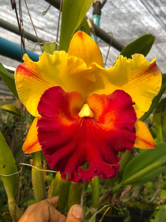 Rlc Siam Delight 6” Grower Choice