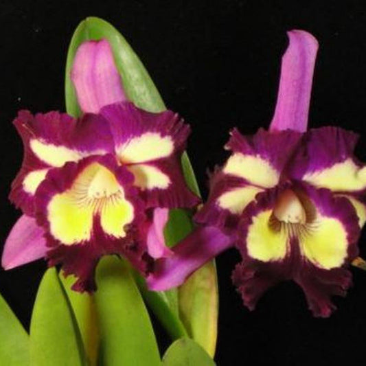 RLC Hsinying Mariaoki Flamingo 6” grower choice