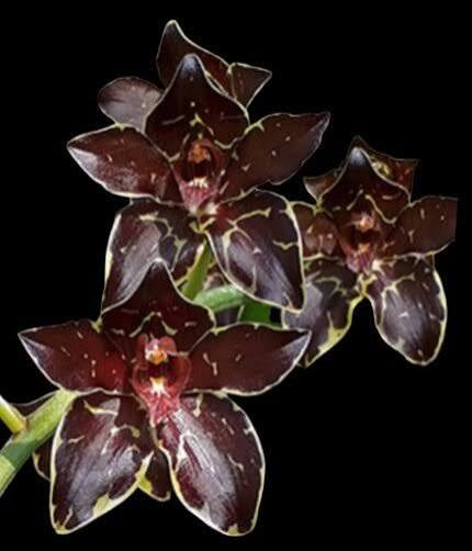 Gram. Pakkeret Armada Daimyo 5”