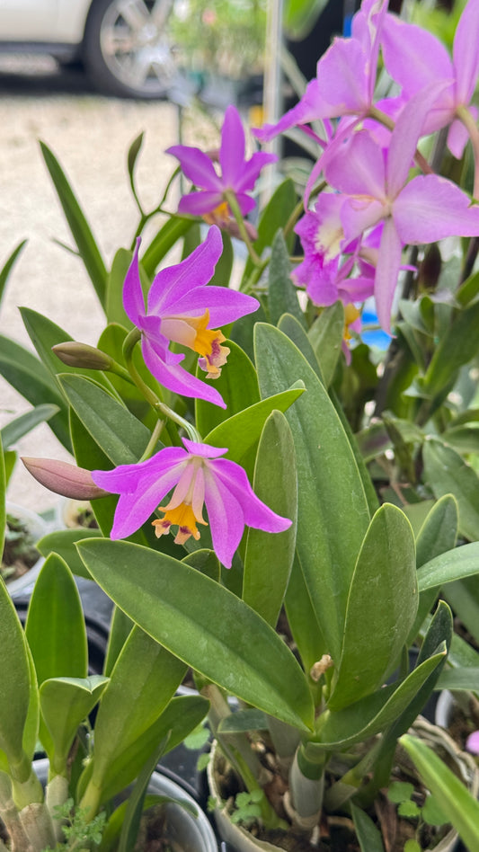 LC. TINY TRESURE 4"