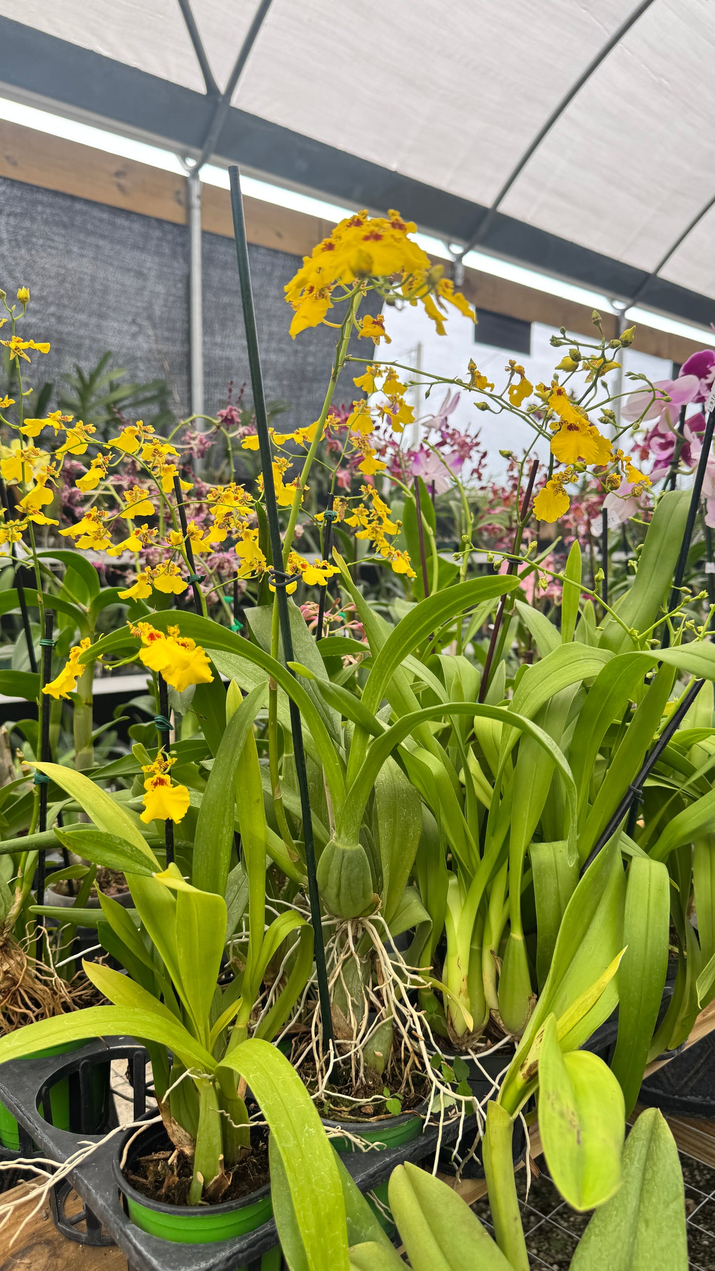ONCIDIUM DANCY LADY 4"