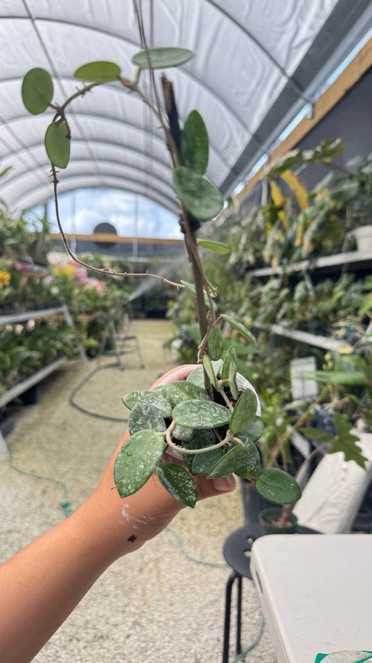 HOYA MATHILDE SPLASH 002