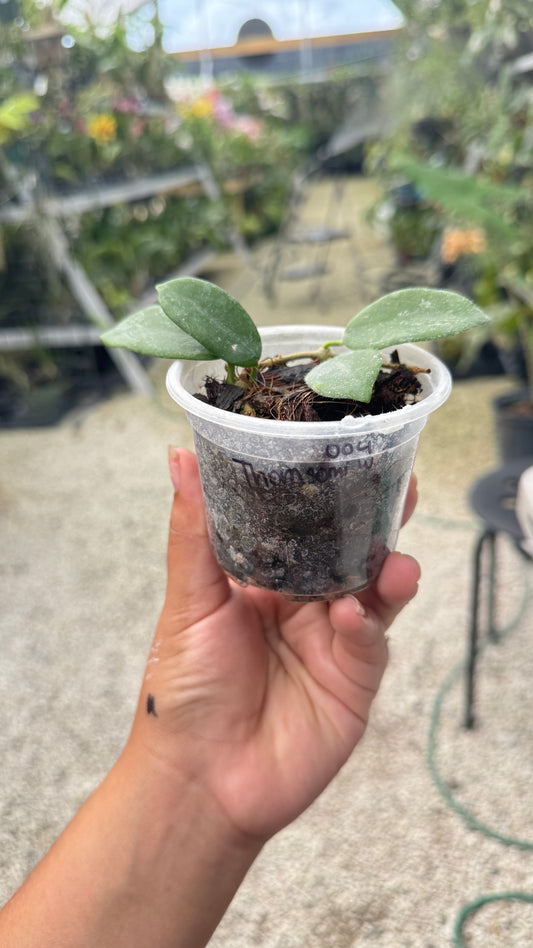 HOYA THOMSONII WHITE FLOWER 003 3"