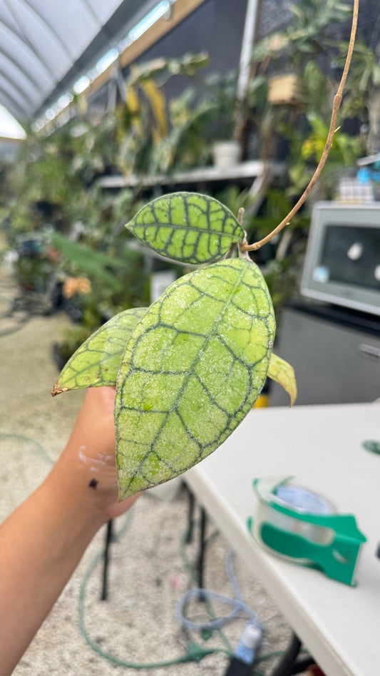 HOYA CALLISTOPHYLLIA 006 3"
