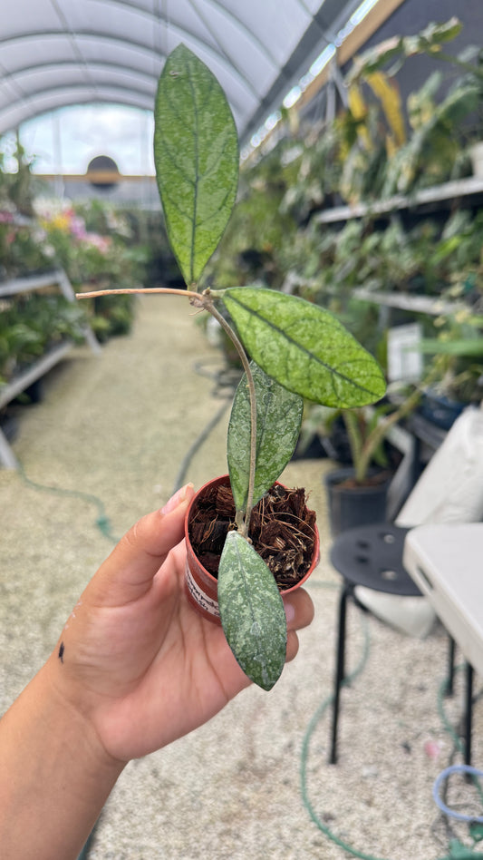 HOYA CRASSIPETOLIA SPLASH 2" 007