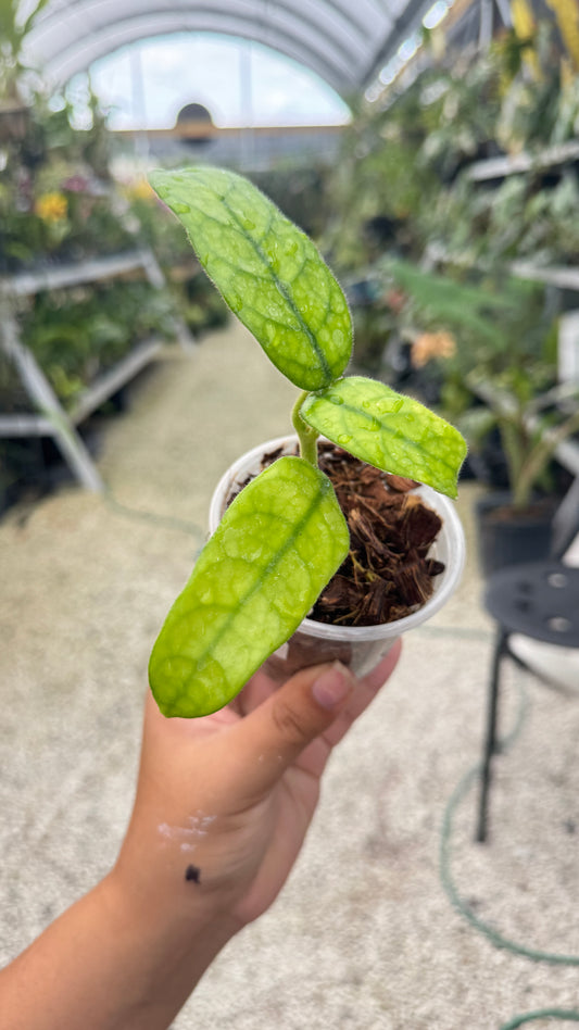 HOYA GLOBUSA 012 3"