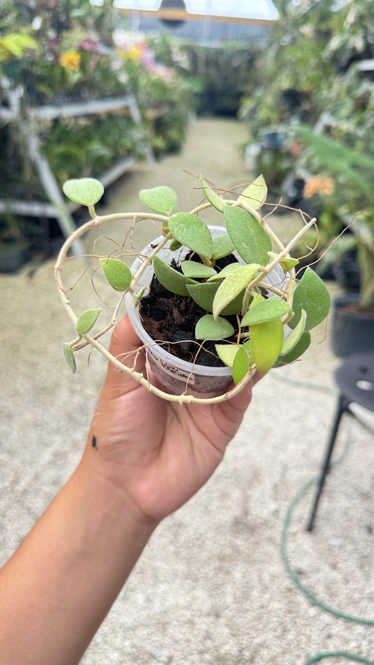 HOYA NUMMULORIDES 013 3"