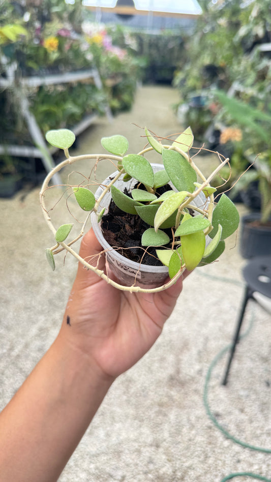 HOYA NUMMULORIDES 013 3"